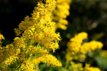 solidago close up