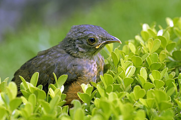 Cub of rufous-bellied thrush