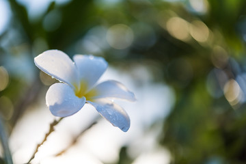  Plumeria with dew on natural light background