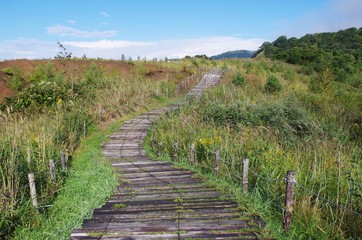 草地と木道