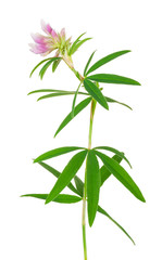 Medicinal plant: Trifolium alpestre