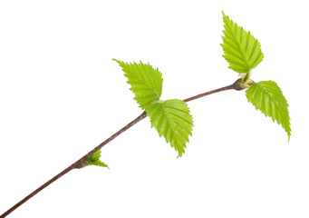 Young birch branch. Macro