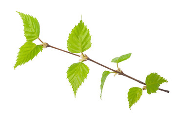 Young birch branch. Macro