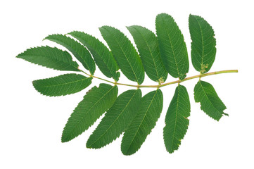 Green rowan tree leaf