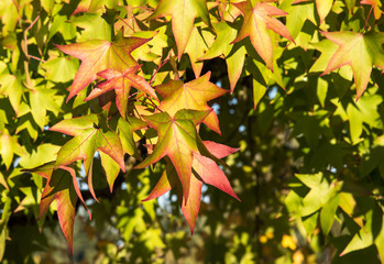 Beginning of fall color, section of tree, green leaves with red veins
