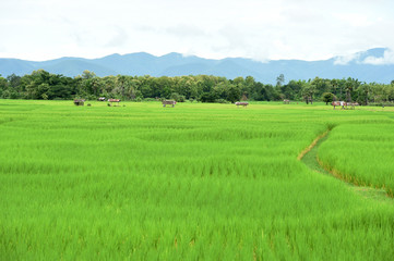 Rice field with mountain background under sky with cloud