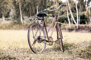 Fototapeta na wymiar Old bicycle in the rice field in vintage filter