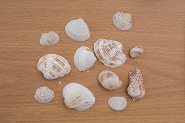 sea shell