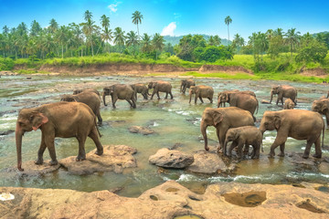 Elephant group in the water in Sri Lanka