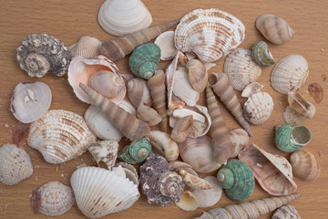sea shell
