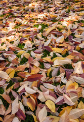 Fall color, fallen leaves carpeting a green lawn
