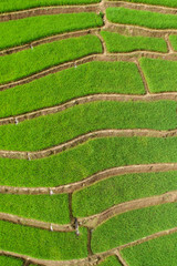 Green Terraced Rice Field in Chiangmai, Thailand