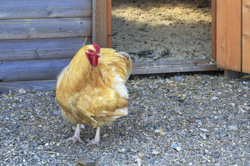 Orpington breed chickens on the farm