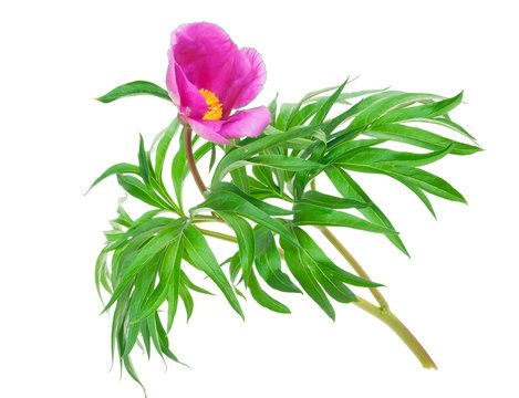 Medicinal plant: Paeonia anomala