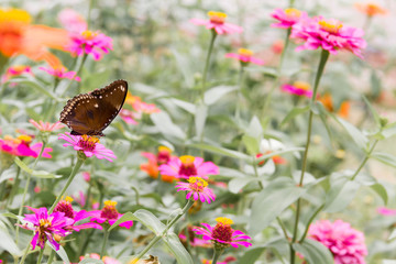 Beautiful butterfly and chrysanthemum  flower in spring