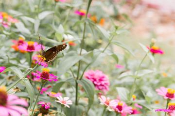 Beautiful butterfly and chrysanthemum  flower in spring