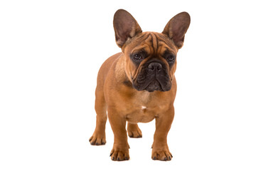 French Bulldog puppy