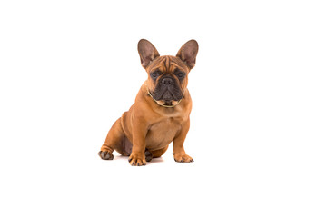 Obraz premium French Bulldog puppy