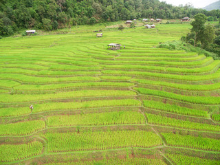 Green Terraced Rice Field in Chiangmai, Thailand
