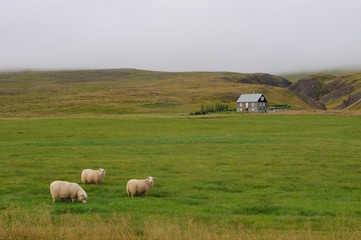 Flock of merino sheep pasture at autumn