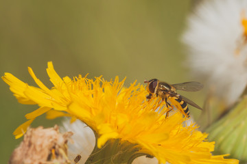 Hoverfly on Dandelion