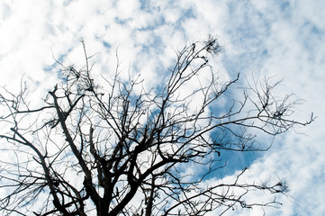 Fototapeta na wymiar Beautiful sky / Beautiful sky with dead tree