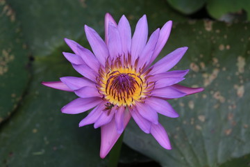 violet lotus