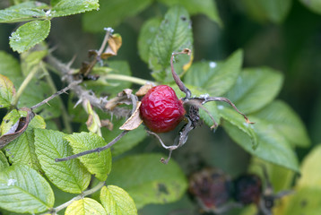 Осень. Стая гусей в небе.