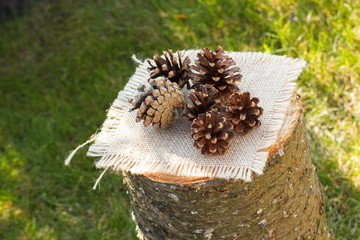 Pine cones on wooden stump in garden on sunny day