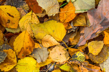 Background of autumn yellow leaves