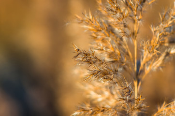 Obraz premium The reeds early in the morning
