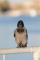 Portrait of a crow