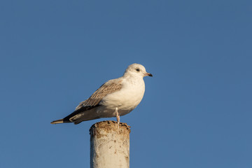 Seagull sitting on a pole