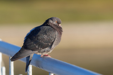 Portrait of gray pigeon