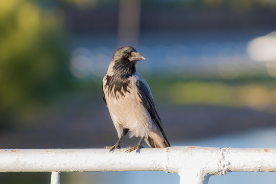 crow on a handrail