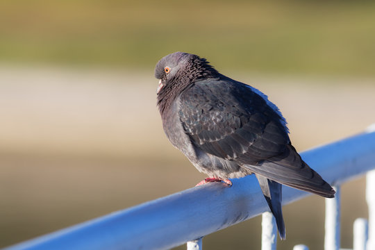 gray pigeon