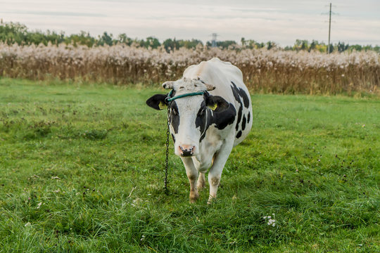 cow graze in meadows