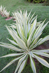 Agave plants