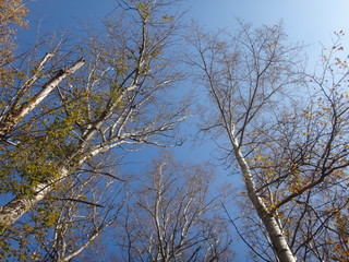 Верхушки деревьев с желтыми листьями в осенний солнечный день