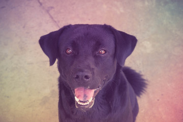 Black labrador dog with filter effect retro vintage style