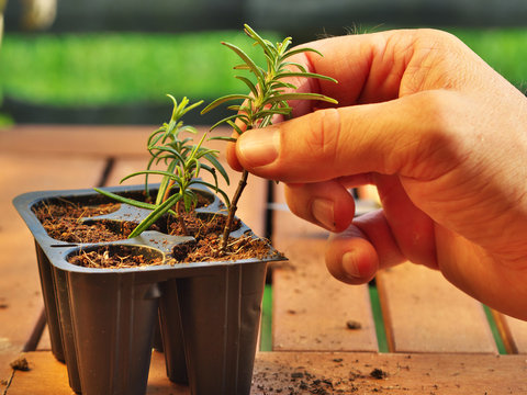 how to propagate rosemary