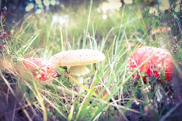 poisonous red fly mushroom (amanita)