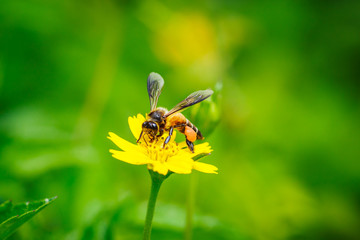 bees,bee