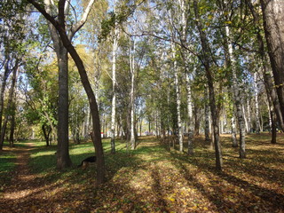 Naklejka premium Городской парк с деревьями и желтой листвой летним солнечным днем