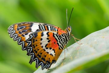 Obraz na płótnie Canvas beautiful Monarch Butterfly