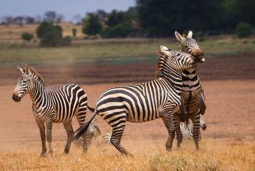 Fototapeta na wymiar Faithing zebras on african savannah