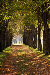 Fototapeta premium abstract evening autmn background