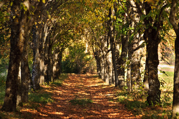 abstract evening autmn background