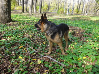 Собака овчарка, стоящая в парке рядом с палкой среди желтых опавших листьев осенним солнечным днем