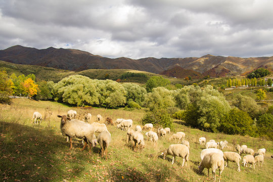Pecore al pascolo nell'appennino abruzzese